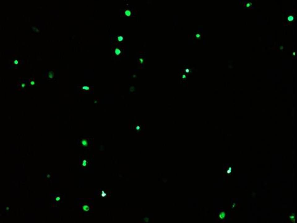 NEPA21 / TS - Mouse Trophoblast Stem cells - Transfection Efficiency 47 per cent